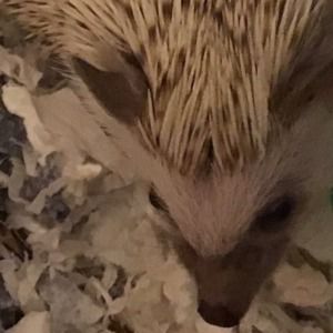 Meet your Posher, Abby